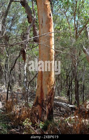 Ein Eukalyptusbaum, nachdem er Rinde im Seven Hills Buschland Reserve in Carina, Brisbane, Australien abgegeben hat Stockfoto
