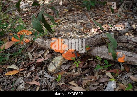 Orangenpilze wachsen auf totem Holz im Seven Hills Buschland Reserve, Brisbane, Queensland, Australien Stockfoto