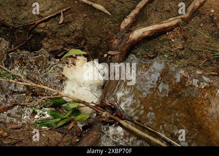 Das Wasser schäumt, nachdem es über eine Baumwurzel geschüttet wurde, während es nach einem schweren Regensturm auf einer Rinne im Seven Hills Buschland Reservat läuft Stockfoto