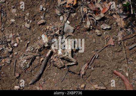Eine ausgetrocknete tote Kröte, die nach starkem Regen in Brisbane auf einem Schmutzschwanz mit Laubstreustöcken und Felsen im Buschland der Seven Hills gewaschen wurde Stockfoto