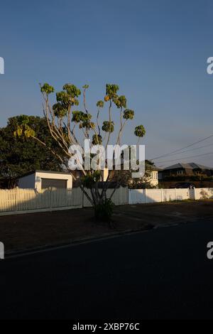 Im späten Nachmittagslicht wächst ein Regenschirmbaum mit dunkelgrünen Blättern vor einem blauen Himmel auf dem Fußweg einer Vorstadtstraße in Brisbane Stockfoto