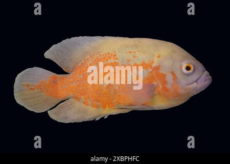 Eine Nahaufnahme eines Oscar-Fisches mit orangefarbenen und weißen Skalen auf dunklem Hintergrund Stockfoto