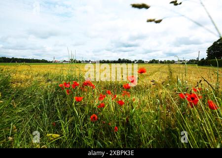 Rote Mohnblumen auf dem Feld, Sommerzeit, Papaver Rhoeas, Natur Stockfoto