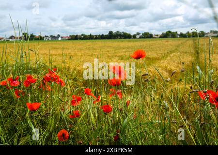 Rote Mohnblumen auf dem Feld, Sommerzeit, Papaver Rhoeas, Natur Stockfoto