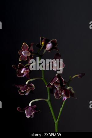 Atemberaubende dunkelrote lila Orchidee auf schwarzem Hintergrund, die die zarte und exotische Schönheit der Blume in einem dramatischen, minimalistischen Stil zeigt. Extrem Stockfoto