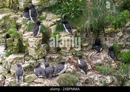 Razorvögel (ALCA torda) und Guillemots (Uria aalge) nisten im RSPB Bempton Cliffs Nature Reserve, East Yorkshire, England, Großbritannien Stockfoto