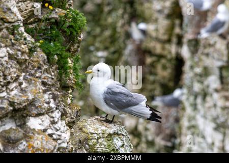 Ein Kittiwake (Rissa tridactyla) auf einem Felsvorsprung im RSPB Bempton Cliffs Nature Reserve, East Yorkshire, England, Großbritannien Stockfoto