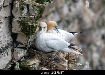 Zwei Tölpel (Morus bassanus), nistende Seevögel auf den Bempton Cliffs, East Yorkshire, England, Großbritannien, im Juni Stockfoto