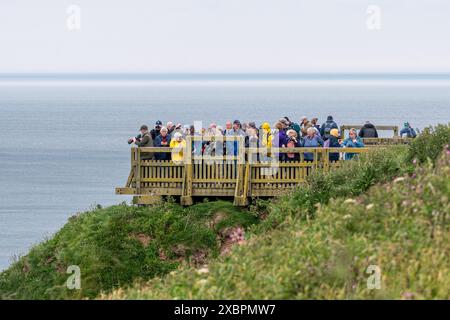 Vogelbeobachter auf einer Aussichtsplattform mit Blick auf das RSPB Bempton Cliffs Nature Reserve, East Yorkshire, England, Großbritannien Stockfoto