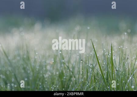 Morgentau auf grünem Gras mit verschwommenem Bokeh-Hintergrund Stockfoto