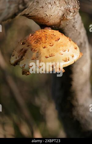 Sonnendurchfluteter Orangenpilz, der auf Baumästen wächst Stockfoto