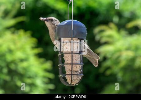 Unreifer Starling (Sturnus vulgaris) auf einem Gartenfuttermittel, gefüllt mit einem Suetblock Stockfoto