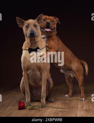 Ein Thai Ridgeback und ein Staffordshire Bull Terrier posieren zusammen in einem Studio-Setting. Zwei Hunde umarmen sich Stockfoto