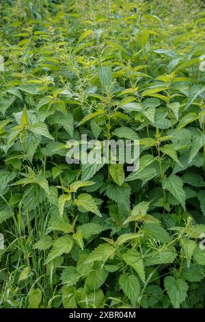Brennnesselpflanze, Brennnessel, Urtica dioica, Niederlande Stockfoto