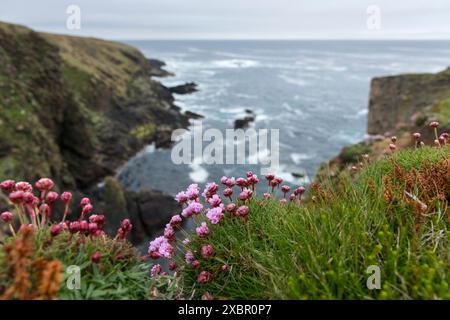 Auf Yesnaby, den Orkney-Inseln, Schottland, gibt es nur wenige Klippen und Meeresstrände Stockfoto