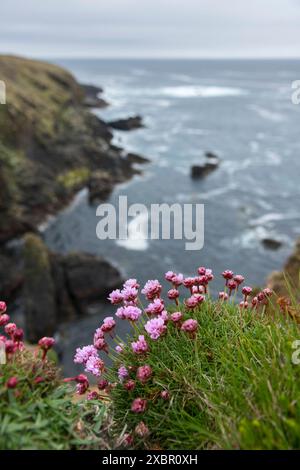 Auf Yesnaby, den Orkney-Inseln, Schottland, gibt es nur wenige Klippen und Meeresstrände Stockfoto