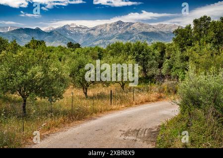 Lefka Ori Berge, Obstgärten, Blick im Frühjahr von der Straße in der Nähe des Dorfes Stylos, Westkreta, Griechenland Stockfoto