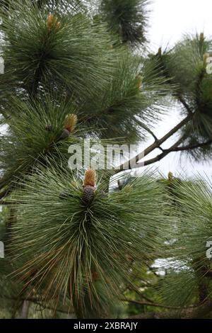 Pinuskiefer Stockfoto