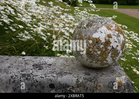 Gänseblümchen an der Wand Stockfoto