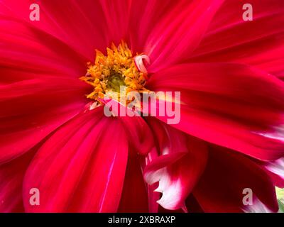 Makroaufnahme der hellen roten Dahlienblume Stockfoto