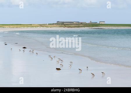 Sandlinge am Strand von Backaskaill Bay, Sanday, Orkney Islands, Schottland Stockfoto