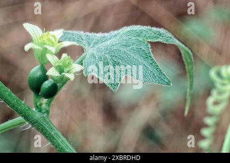 Rote Bryonie (Bryonia dioica), Cucurbitaceae. Mehrjährige Kletterrebe, wilde Heilpflanze, weiße Blume. Stockfoto