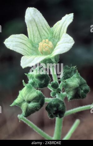 Rote Bryonie (Bryonia dioica), Cucurbitaceae. Mehrjährige Kletterrebe, wilde Heilpflanze, weiße Blume. Stockfoto