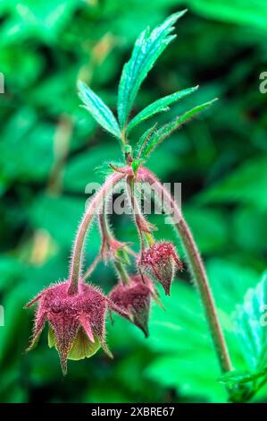 Wasseravens (Geum rivale), rosaceae. Mehrjähriges Kraut, Wildpflanze, lila gelbe Blüten. Stockfoto