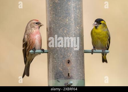 Redpol und Siskin auf Niger Saatgutzufuhrstation, Dumfries & Galloway, Schottland Stockfoto