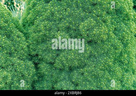 Dekorative, immergrüne Nadelbäume im Garten. Dekorative kanadische Fichte. Grüner Weihnachtsbaum Hintergrund. Stockfoto