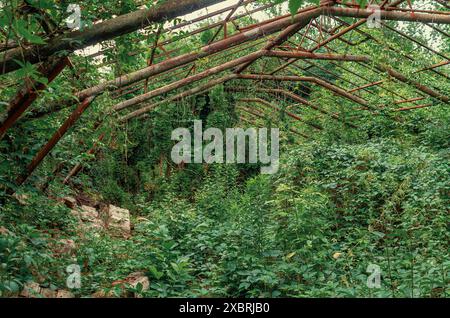 Altes verlassenes Gewächshaus ist mit Unkraut und Büschen bewachsen. Postapokalyptisches Naturfoto Stockfoto