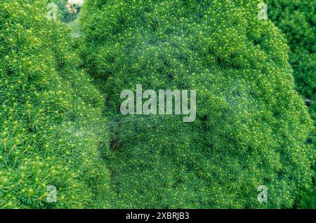 Dekorative, immergrüne Nadelbäume im Garten. Dekorative kanadische Fichte. Grüner Weihnachtsbaum Hintergrund. Stockfoto