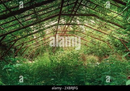 Altes verlassenes Gewächshaus ist mit Unkraut und Büschen bewachsen. Postapokalyptisches Naturfoto Stockfoto