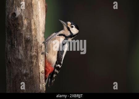 Greater Spotted Woodpecker, Dumfries & Galloway, Schottland Stockfoto