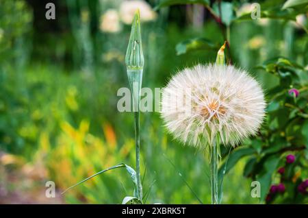 Große Kugel Tragopogon dubius auf einem Rasen auf grünem Hintergrund Stockfoto