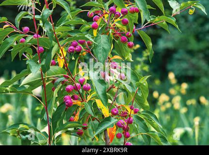 Dekorativer Apfelbaum Malus Butterball. Reife Früchte auf einem Zweig im Garten Stockfoto