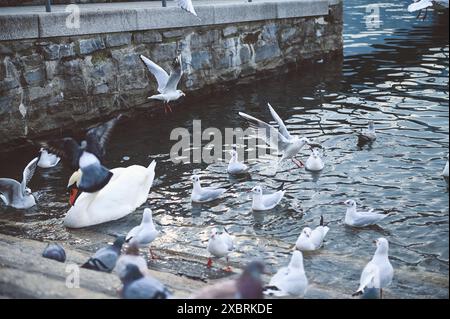 Eine ruhige Uferszene mit einem Schwan umgeben von Möwen und Tauben vor einer Steinmauer, die das friedliche Zusammenleben in der Natur veranschaulicht. Stockfoto