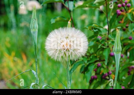 Große Kugel Tragopogon dubius auf einem Rasen auf grünem Hintergrund Stockfoto