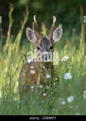 Roe Deer Bock, in Wildblumenwiesen, Dumfries und Galloway, Schottland Stockfoto