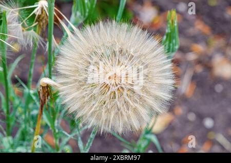 Große Kugel Tragopogon dubius auf einem Rasen auf grünem Hintergrund Stockfoto