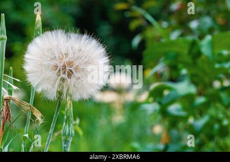 Große Kugel Tragopogon dubius auf einem Rasen auf grünem Hintergrund Stockfoto