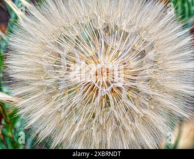 Große Kugel Tragopogon dubius auf einem Rasen auf grünem Hintergrund Stockfoto