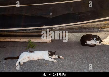 Zwei Katzen schlafen im Schatten eines Bootes in einem kleinen Fischerdorf auf Sizilien, während der sengenden Hitze eines sizilianischen Sommers Stockfoto