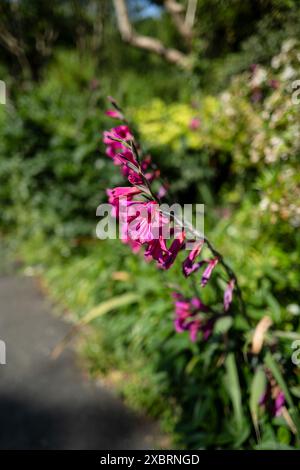 Gladiolen. Gladiolus communis subsp. Byzantinus wächst in einem Garten in Großbritannien. Stockfoto