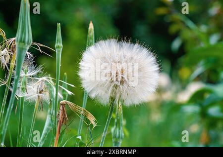 Große Kugel Tragopogon dubius auf einem Rasen auf grünem Hintergrund Stockfoto