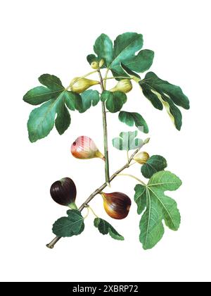 Bunte Vintage-botanische Illustration von Ficus Carica (Common Fig) von Johannes Simon Holtzbecher, hergestellt zwischen 1649 und 1659 Stockfoto