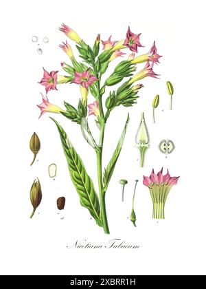 Bunte Vintage-botanische Illustration von Nicotiana Tabacum (Zuchttabak) von Hermann Koehler, 1887 Stockfoto