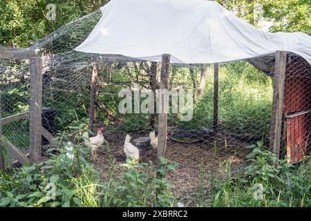 Kleiner Hühnergarten mit Stahlgitter zum Schutz vor Raubtieren Stockfoto