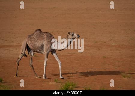 Kamelwanderung durch die Sandwüste Stockfoto