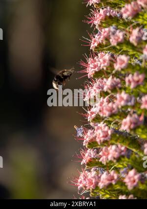 Bienen suchen Nektar, Tajinaste oder Taginaste Blume, Gattung Echium, endemisch auf den Kanarischen Inseln, Spanien Stockfoto